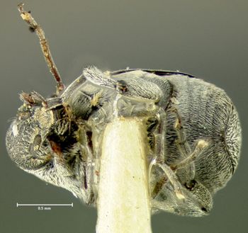 Media type: image;   Entomology 25063 Aspect: habitus ventral view